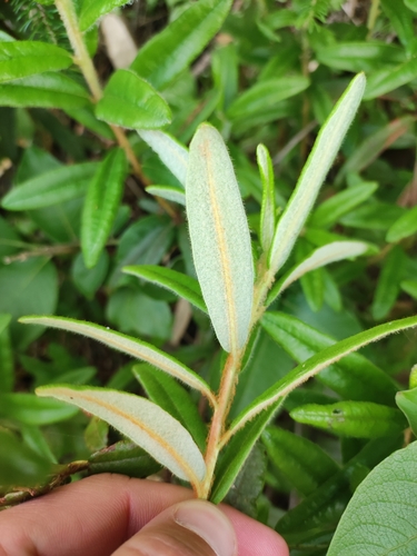 Rhododendron hypoleucum, photograph 4