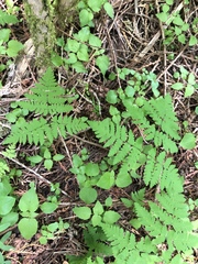Gymnocarpium dryopteris