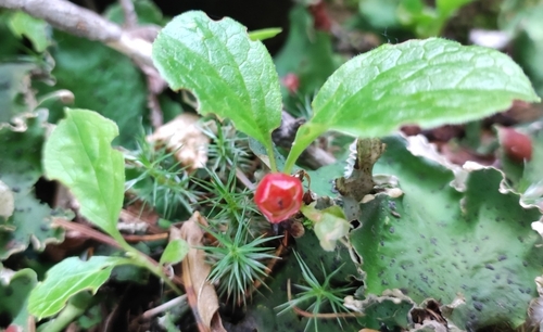 Kamchatka bilberry (Vaccinium praestans)