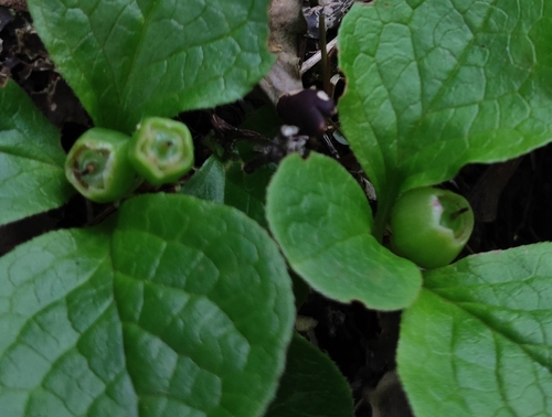 Image of Vaccinium praestans by (c) Dmitry Ivanov, some rights reserved (CC BY)