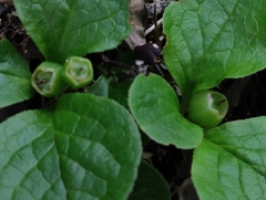 Dmitry Ivanov, CC BY, iNaturalist via GBIF Vaccinium praestans, photograph Dmitry Ivanov, CC BY, iNaturalist via GBIF