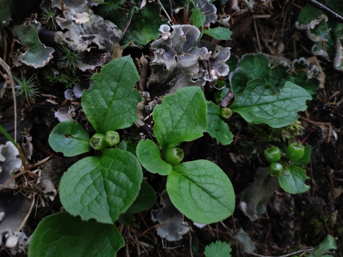 Vaccinium praestans, photograph 3