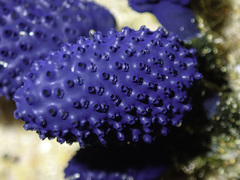Blue Lollipop Ascidian photo 4
