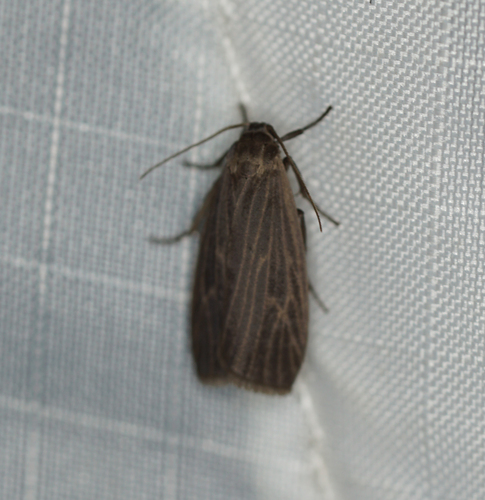 Uniform Lichen Moth photo 2