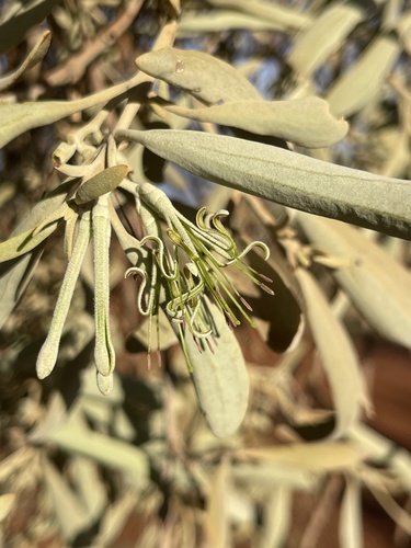 Ironwood Mistletoe (Amyema hilliana)