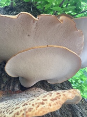 Cerioporus squamosus