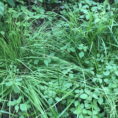 Carex stipata
