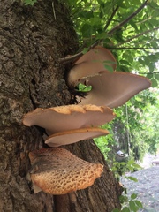 Cerioporus squamosus