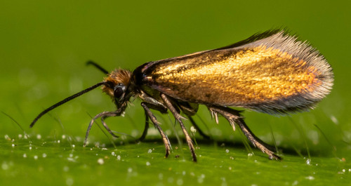 White-barred Gold