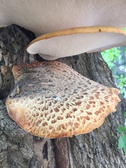 Cerioporus squamosus