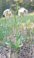 Fritillaria purdyi