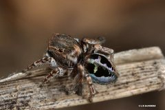 Maratus chrysomelas