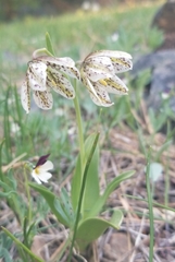 Fritillaria purdyi