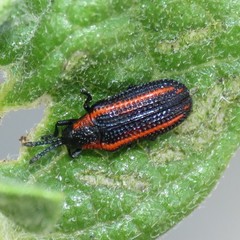 Microrhopala rubrolineata