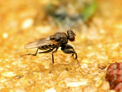 Ochthera tuberculata