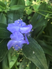 Tradescantia subaspera