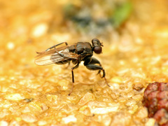 Ochthera tuberculata