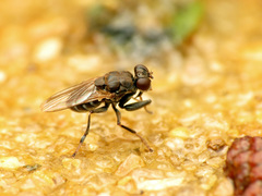 Ochthera tuberculata