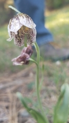 Fritillaria purdyi