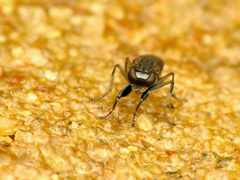 Ochthera tuberculata