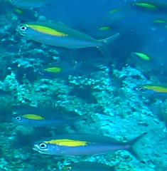 Pterocaesio randalli