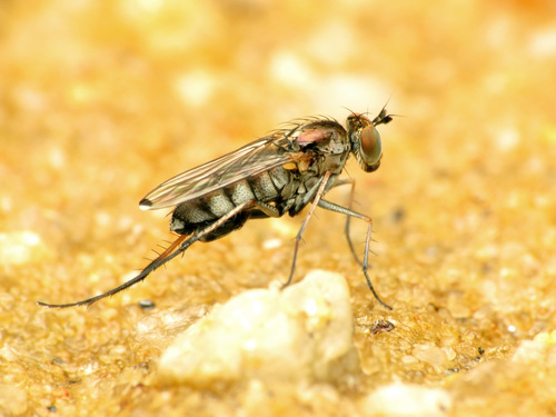 Tachytrechus vorax
