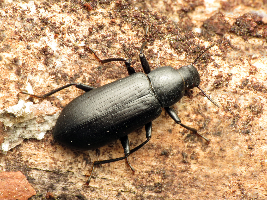 Cnodalonini