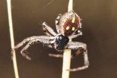 Tharpyna campestrata