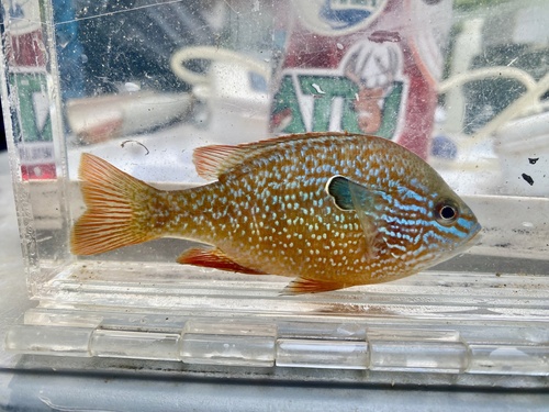 Longear Sunfish