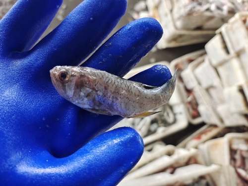 Backspot cardinalfish (Jaydia carinatus) — Apogonidae