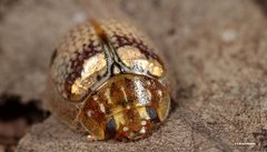 Paropsisterna minerva