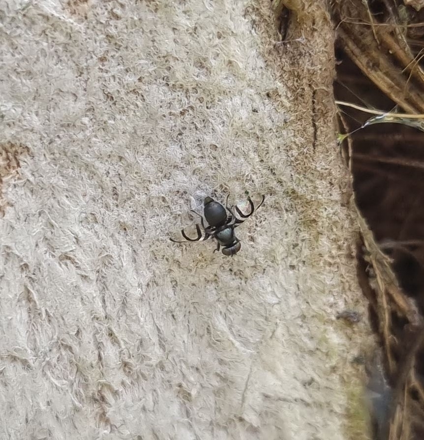Axiologina ferrumequinum