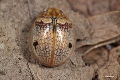 Paropsisterna minerva