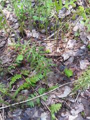 Equisetum sylvaticum image