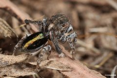 Maratus chrysomelas