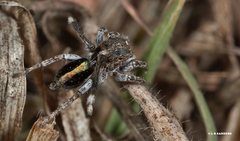 Maratus chrysomelas
