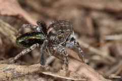 Maratus chrysomelas