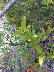 Viburnum cassinoides image