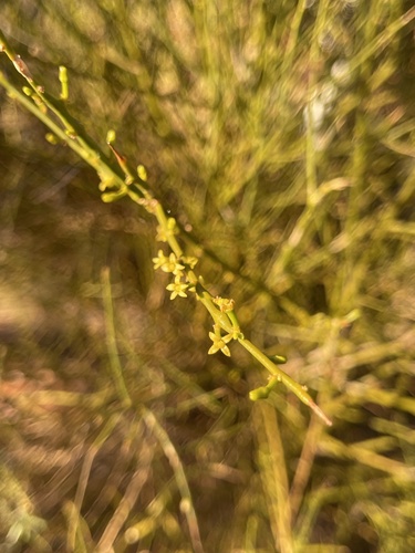 Anthobolus leptomeroides (Anthobolus leptomeroides)