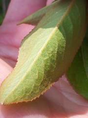 Viburnum cassinoides image