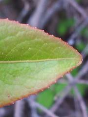 Viburnum cassinoides image