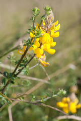 Adenocarpus complicatus