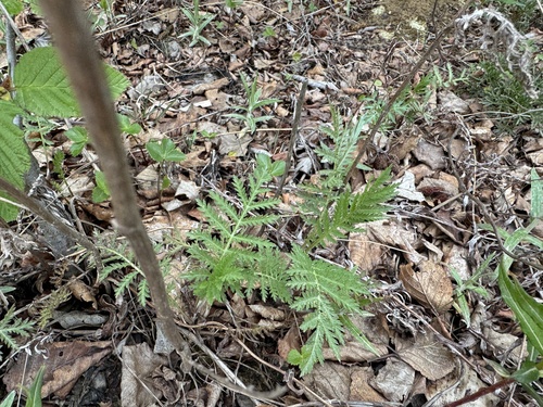 tansy