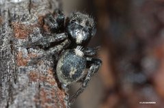 Salpesia