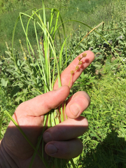 Carex festucacea