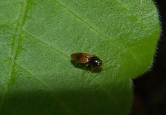 Horistonotus curiatus