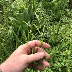 Stellaria longifolia