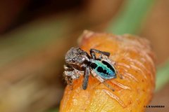 Maratus chrysomelas