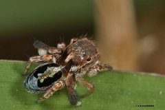 Maratus chrysomelas
