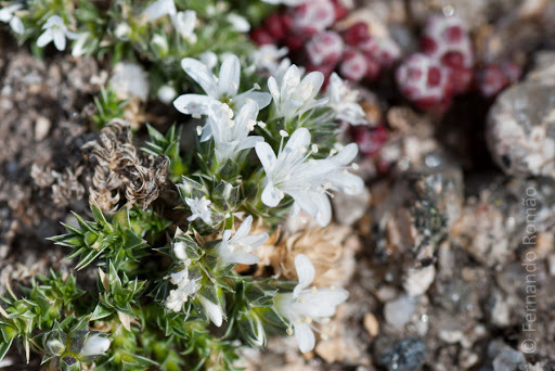 Arenaria querioides
